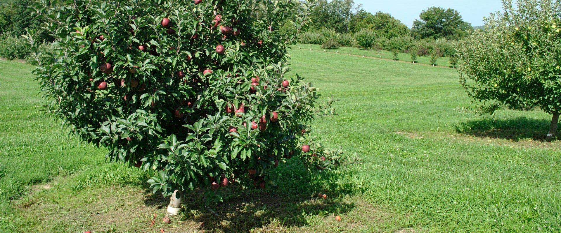 Orchard Def What Is an Orchard? Explore Fruit Tree Farming, Benefits & Community