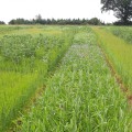 The Benefits of Crop Diversity in Sustainable Agriculture