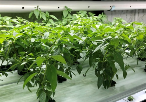 Sustainable Agriculture: Protecting the Environment and Feeding the World