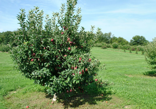 What Is an Orchard? Explore Fruit Tree Farming, Benefits & Community