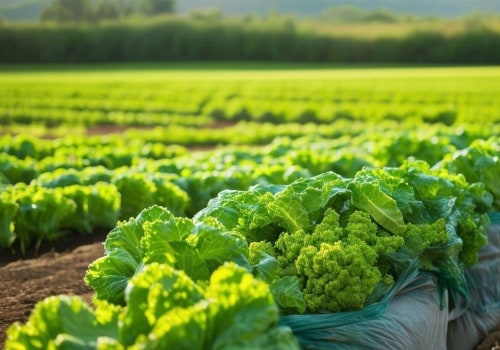 Types of Organic Farming and Their Environmental Benefits: How Each Method Contributes to Sustainable Agriculture