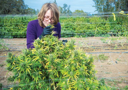 Best Morning Strain: High-Cbd Flower Strains with Energizing Terpenes